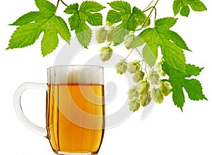 Beer mug and fresh hops