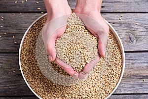 Pilsner malt in hand