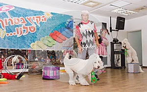 Beer-Sheva, ISRAEL -Two clowns and two white poodle, July 25, 2015