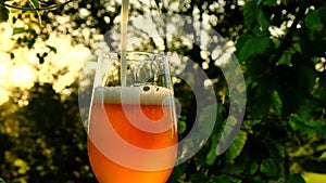 Beer slowly pours into a glass in the sun. Hop cones and beer in a glass. Green raw material for the production of beer