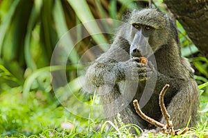 Beerbaviaan, Chacma Baboon, Papio ursinus