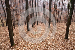 Beerch forest in autumn
