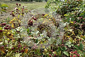 Beeren in Wese am Otternhagener Moor.