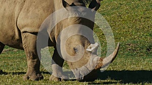 BEERWAH, QLD, AUSTRALIA- APR, 22, 2013: rhino close up