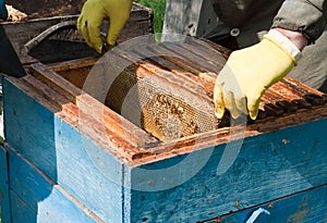 Bees photo
