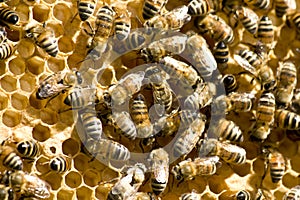 Abejas 