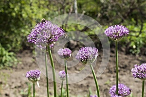 Bees and alium.