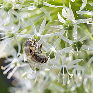 Bees on Allium sphaerocephalon