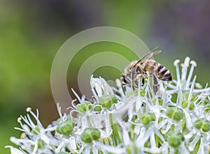 Bees on Allium sphaerocephalon