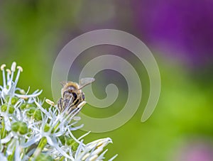 Bees on Allium sphaerocephalon