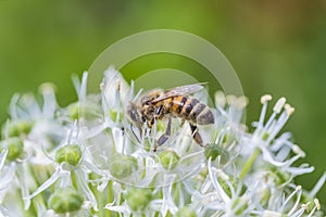 Bees on Allium sphaerocephalon