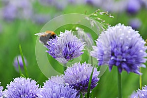 Bees on Allium sphaerocephalon. Allium Drumstick, also known as sphaerocephalon, produces two-toned, Burgundy-Green flower heads.
