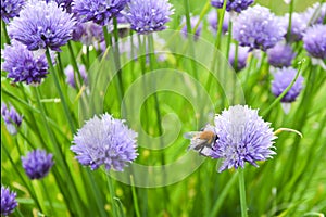 Bees on Allium sphaerocephalon. Allium Drumstick, also known as sphaerocephalon, produces two-toned, Burgundy-Green flower heads.