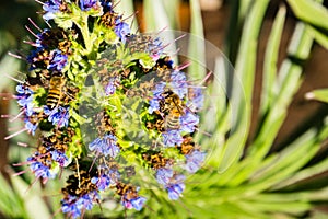 Bees Anthophila on Pride of Madeira Echium Candicans flower, California