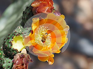 Bees and Ants Foraging on an Orange Prickly Pear Cactus Flower