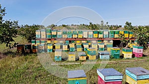 Bees in the apiary. in the meadow a lot of bee houses, hives are. honey production on farm. The bees swarm alongside