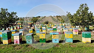 Bees in the apiary. in the meadow a lot of bee houses, hives are. honey production on farm. The bees swarm alongside