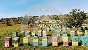 Bees in the apiary. in the meadow a lot of bee houses, hives are. honey production on farm. The bees swarm alongside