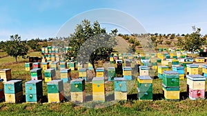 Bees in the apiary. in the meadow a lot of bee houses, hives are. honey production on farm. The bees swarm alongside