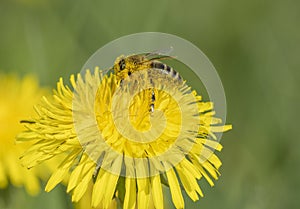 Bees Apis mellifera on a dandelion