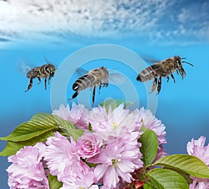 Bees apis mellifera flying on blue sky