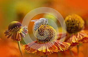 Bees apis mellifera on helenium flowers