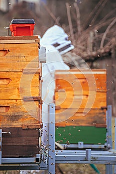 Bees apis mellifera landing on apiary with Beekeeper in the background checking how many bees survived the winter