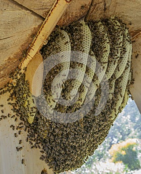 Bees apis mellifera living in hive from big tree