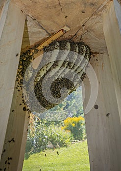 Bees apis mellifera living in hive from big tree