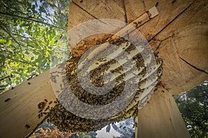 Bees apis mellifera living in hive from big tree