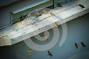 Bees Apis mellifica flies into the hive. Close up view. photo