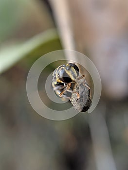 Bees appear from the front, next to a branch