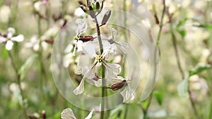 Bees and Arugula Eruca vesicaria in bloom