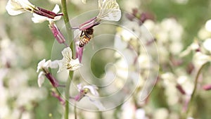 Bees and Arugula Eruca vesicaria in bloom