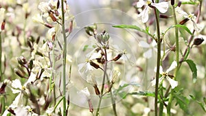 Bees and Arugula Eruca vesicaria in bloom