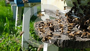 Bees attacked by hornets at the hive. Bee killer hornet . Slow-motion video.