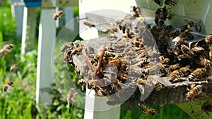 Bees attacked by hornets at the hive. Bee killer hornet . Slow-motion video.