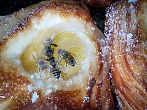bees attracted by the sweet smell of the confessions of a pastry shop