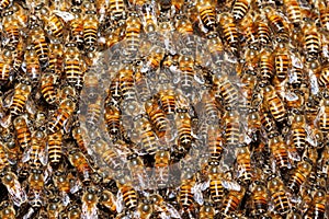 Bees background