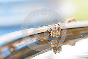 Bees on a barrel of water, drinking water. Selective autofocus.