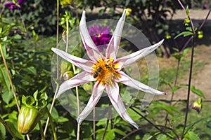 Bees on a beautiful dahlia flower