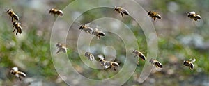 Bees - bee breeding Apis mellifera