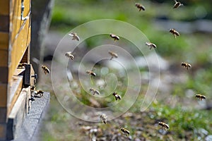 Bees - bee breeding Apis mellifera