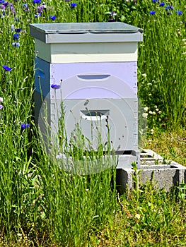Bees in a Bee Hive Box
