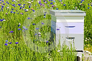 Bees in a Bee Hive Box