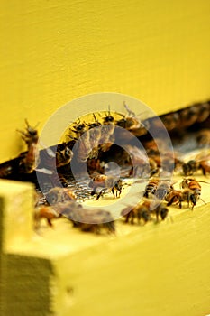 Bees in a beehive