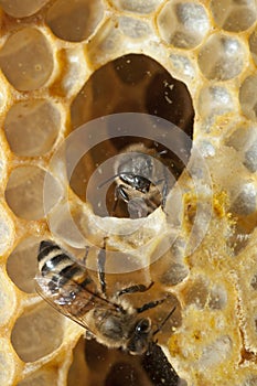 Bees on a beehive