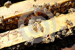 Bees in a beehive