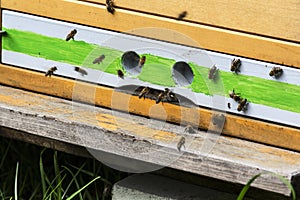 Bees on a beehive