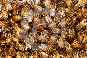 Bees And Beehive Honey